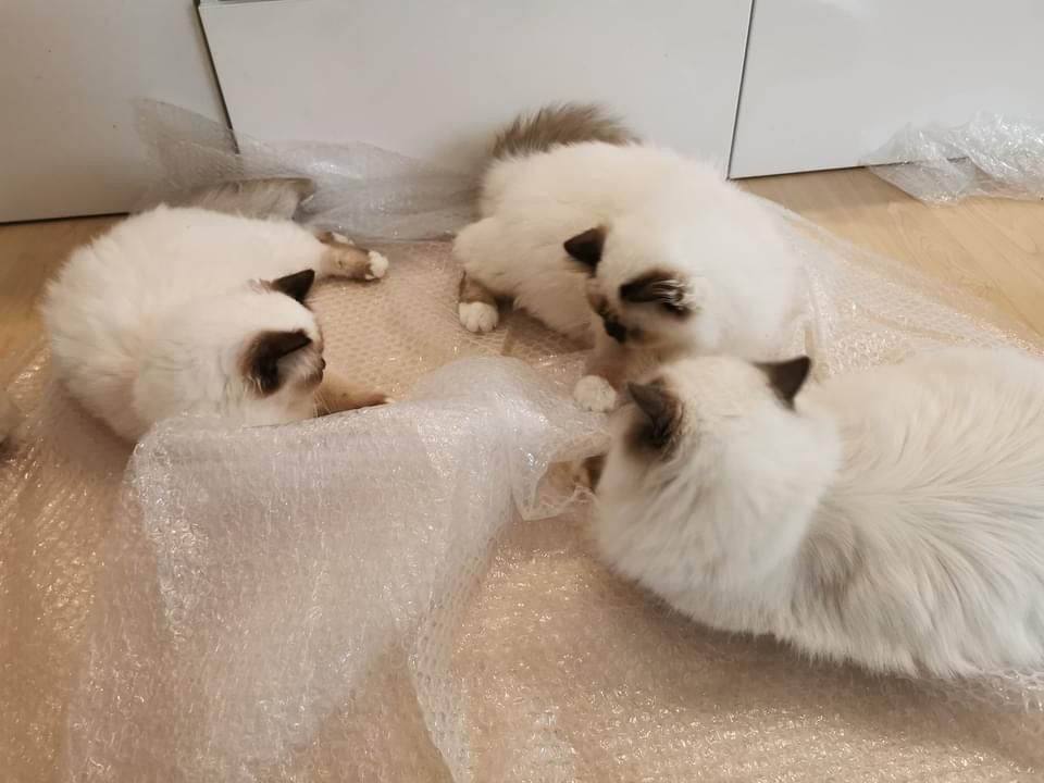 Heilige Birma Katzen leben harmonisch zusammen in der Hobbyzucht Soul of Diamonds