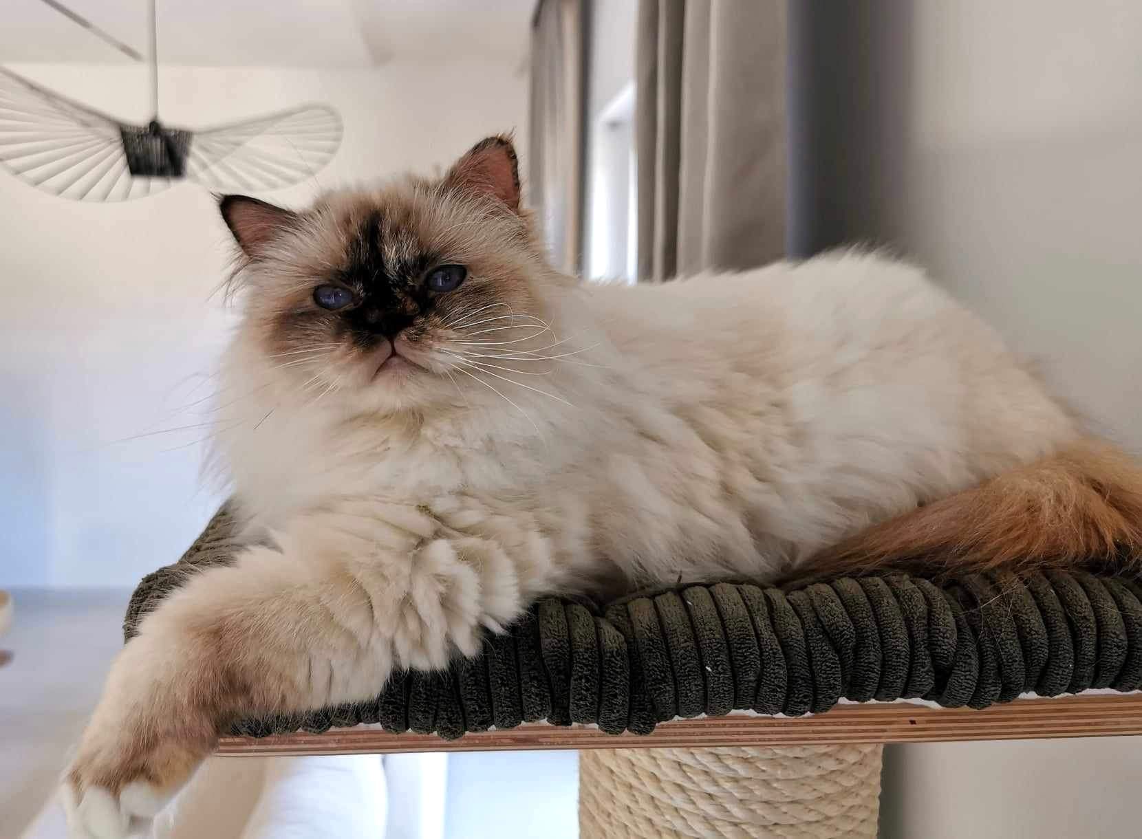 Heilige Birma Katze entspannt auf einem großen Kratzbaum.