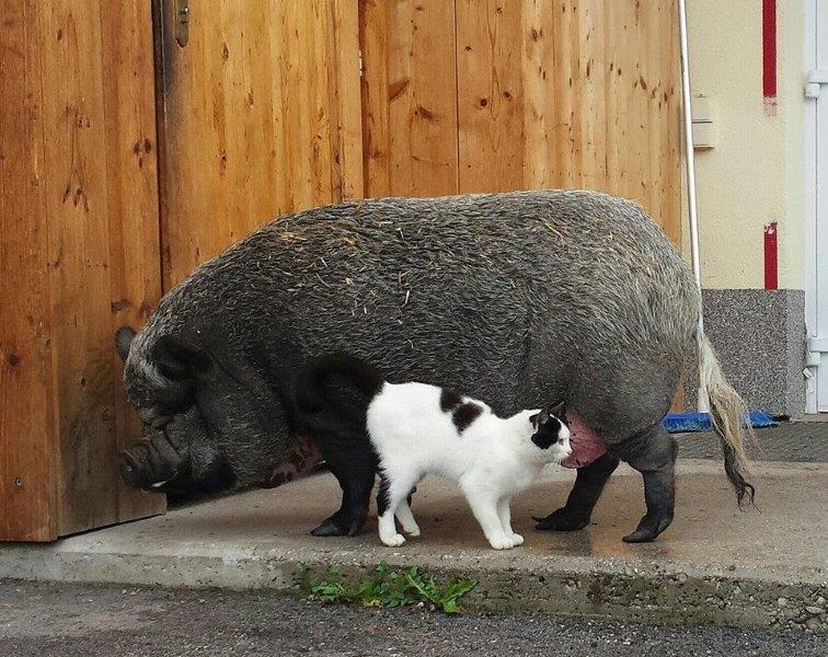 Hausschwein Paula mit Katze Mini Hausschwein Paula