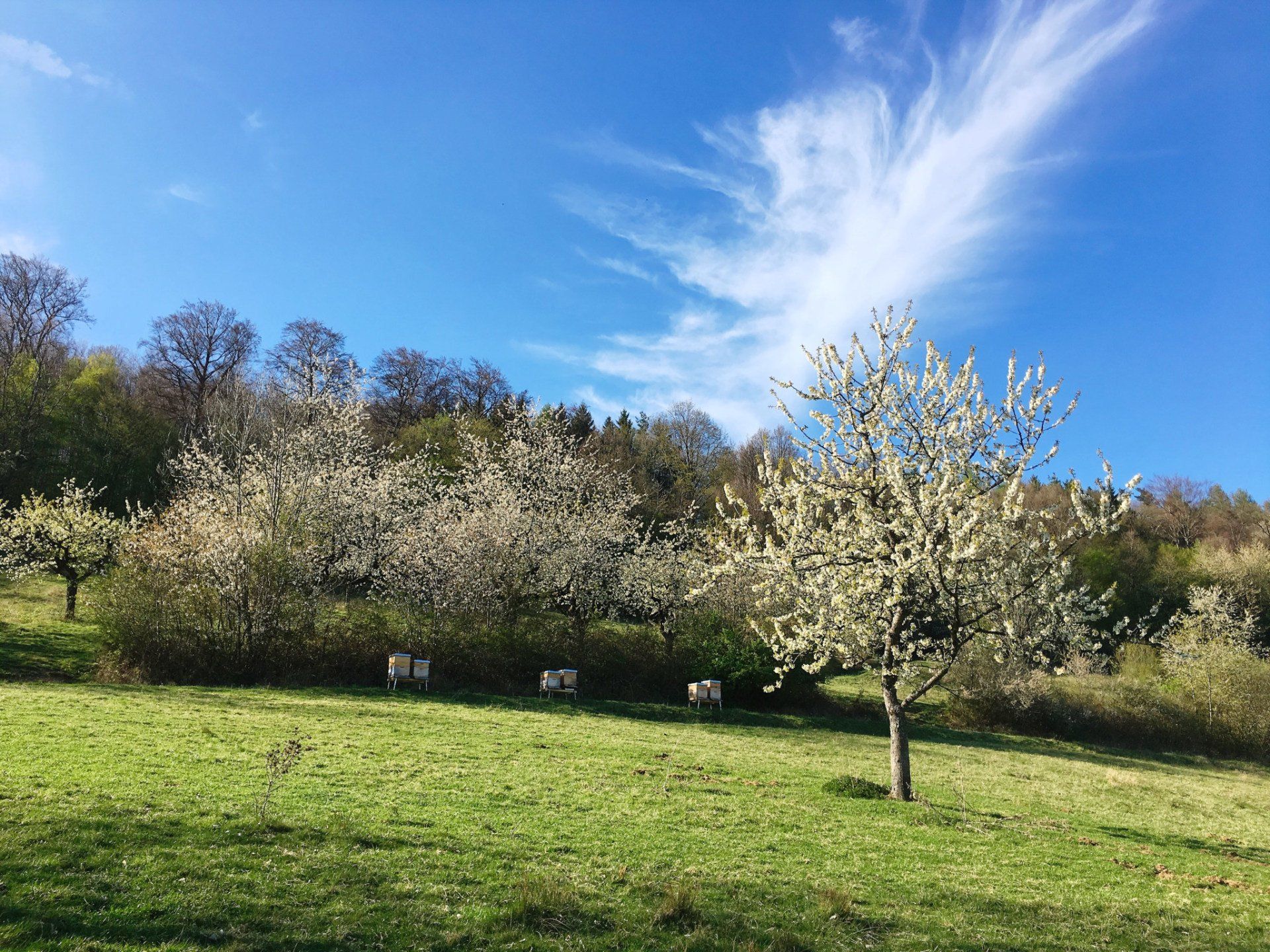 Streuobstwiese in voller Blüte - ein Paradies für Honigbienen im Frühjahr. Streuobstwiese in voller Blüte - ein Paradies für Honigbienen im Frühjahr. Honige sind das Portrait einer Landschaft - das Terroir ist die Geschichte dazu