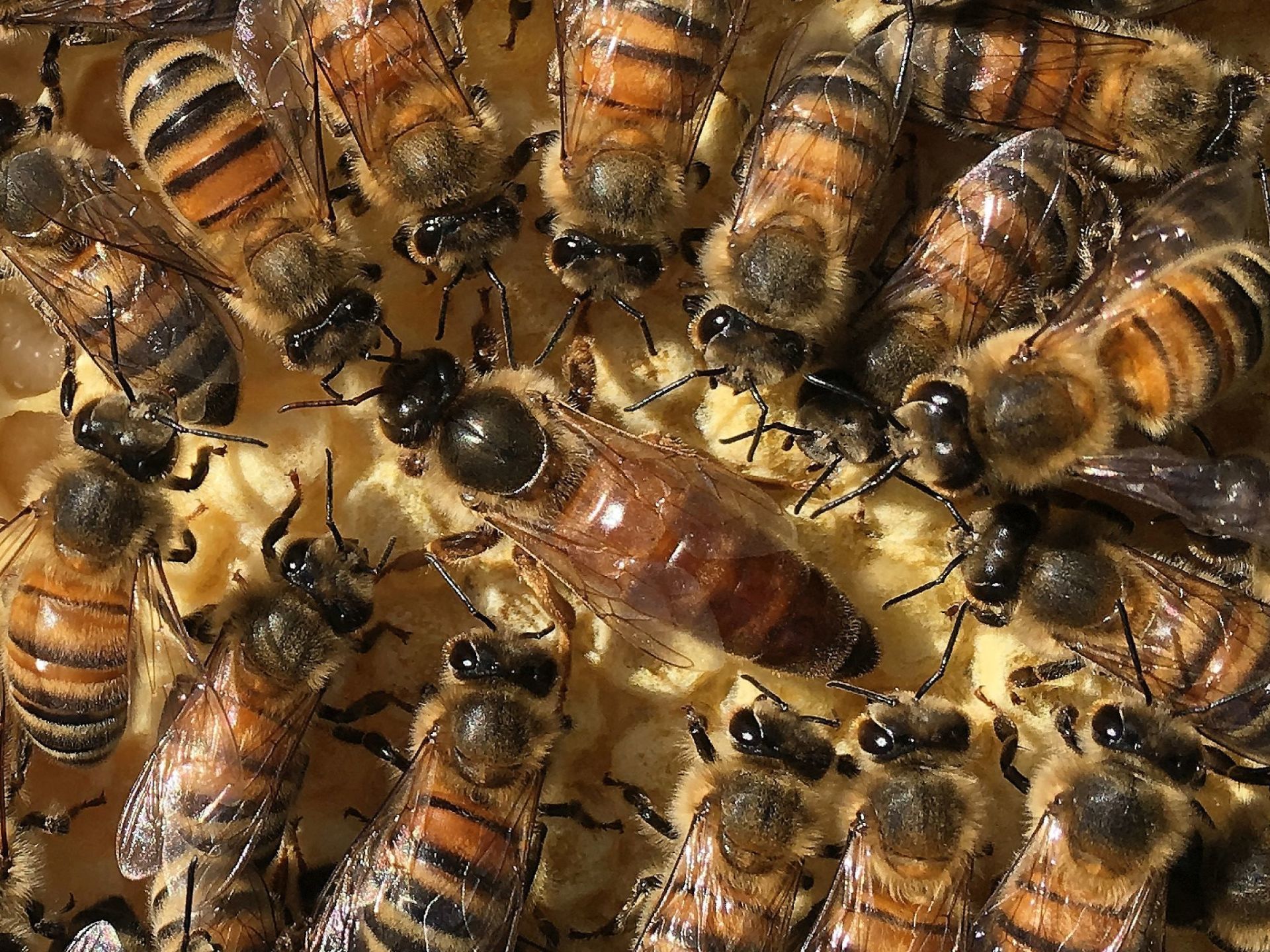Buckfast-Königinnen mit Pedigree direkt vom Züchter in der GdeB und Bioland. Züchterkürzel BLW Buckfast-Königinnen mit Pedigree direkt vom Züchter in der GdeB und Bioland. Züchterkürzel BLW