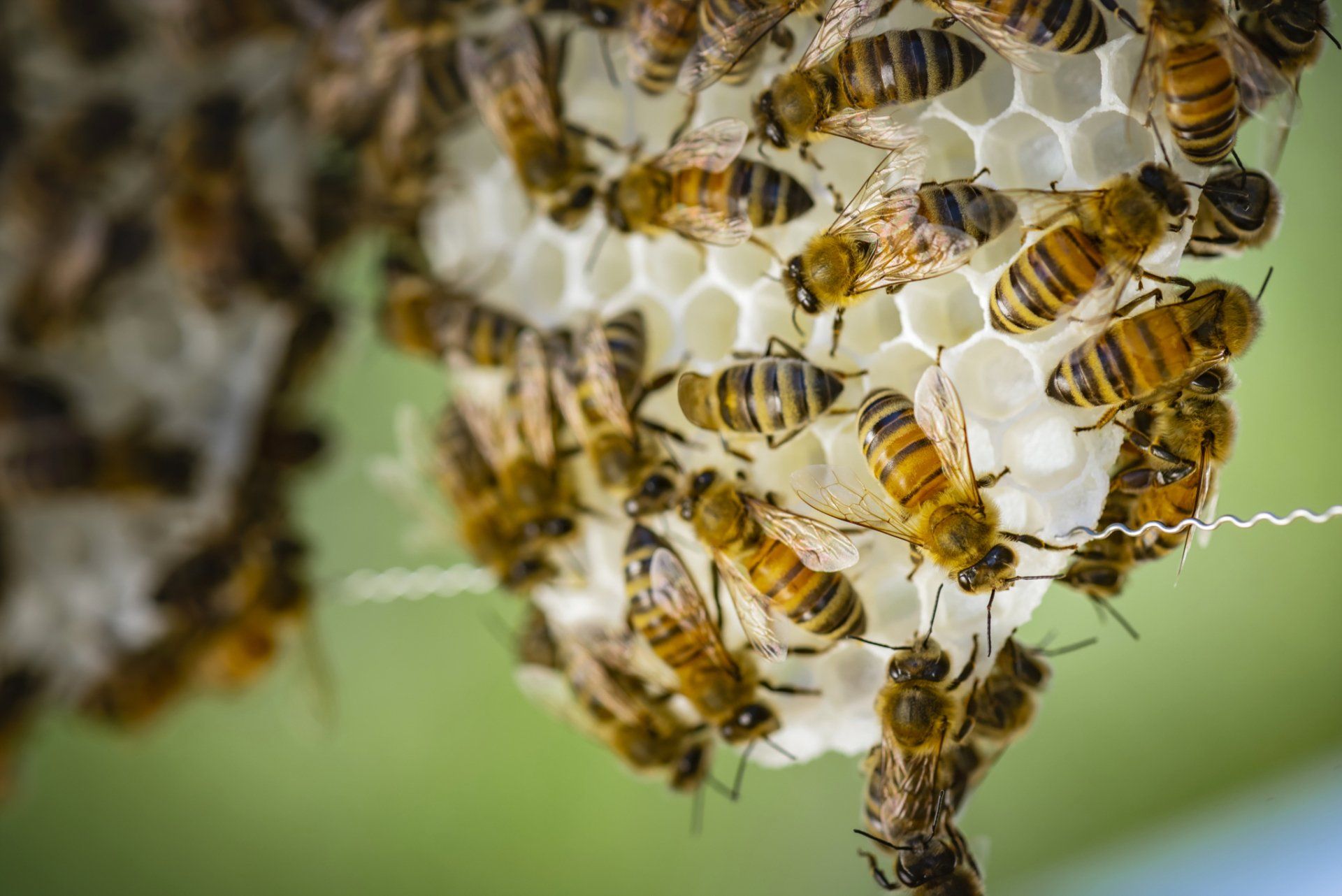 Honigsorten von Honiglandschaften, Bioland-Imkerei