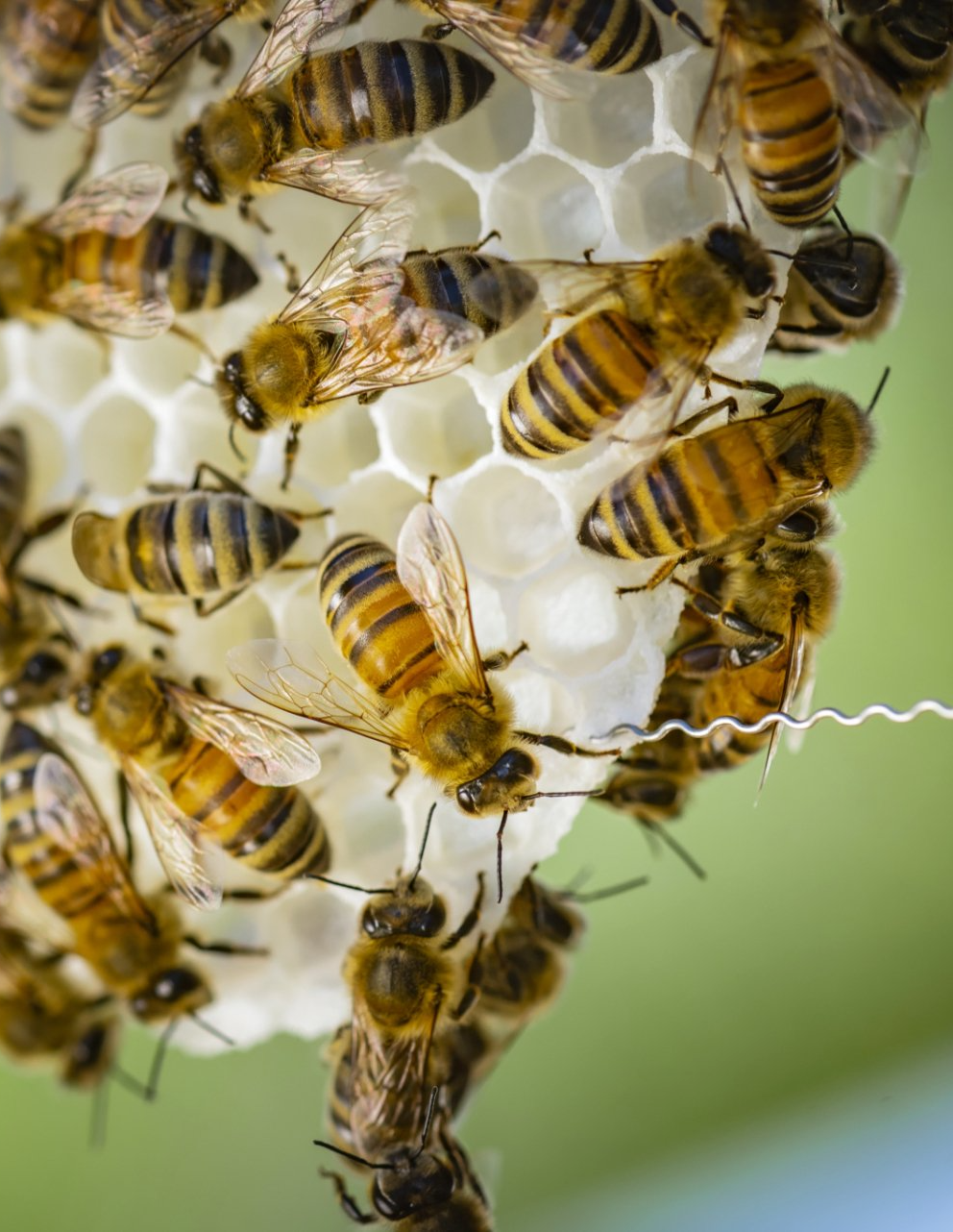 Frisch gesammelter Honig