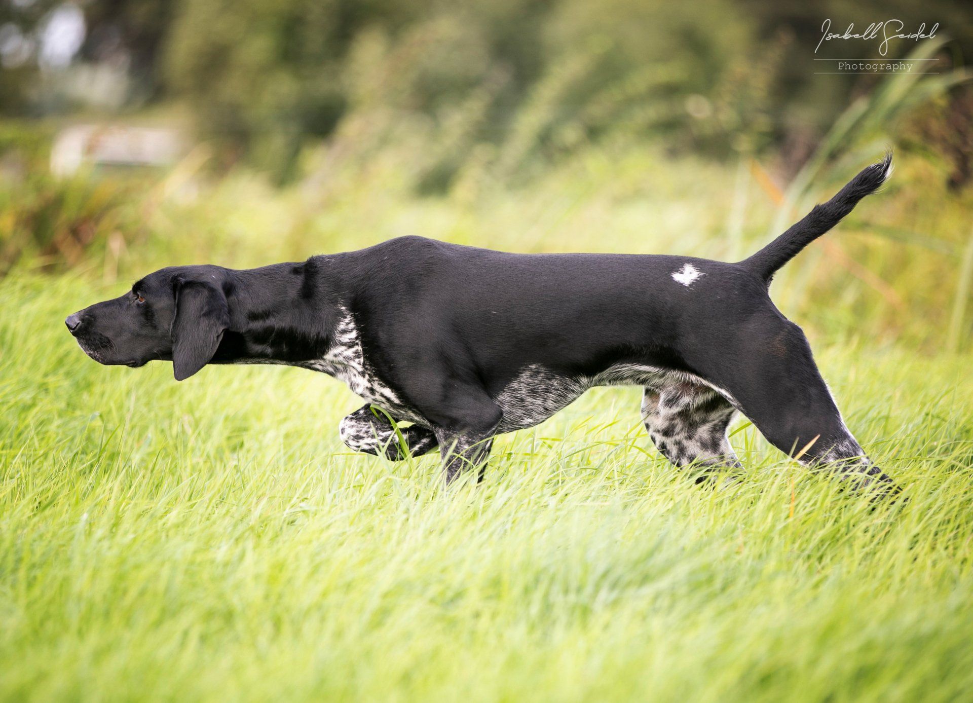 Foto: Isabell Seidel Deutsch Kurzhaar