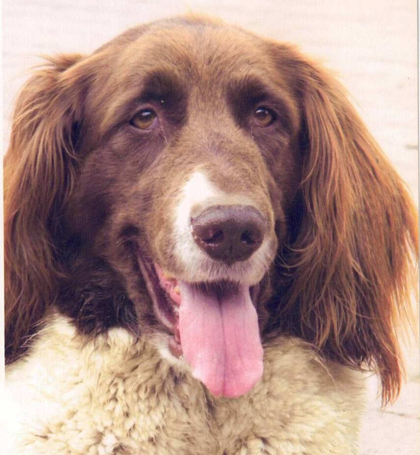 Braque Francais Züchter