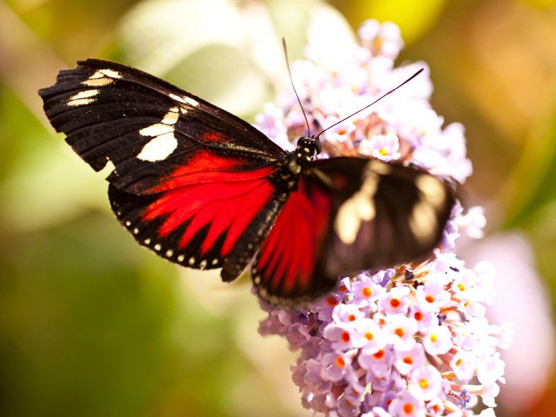 Schmetterlingsfarm Trassenheide Usedom Schmetterlingsfarm Trassenheide Usedom