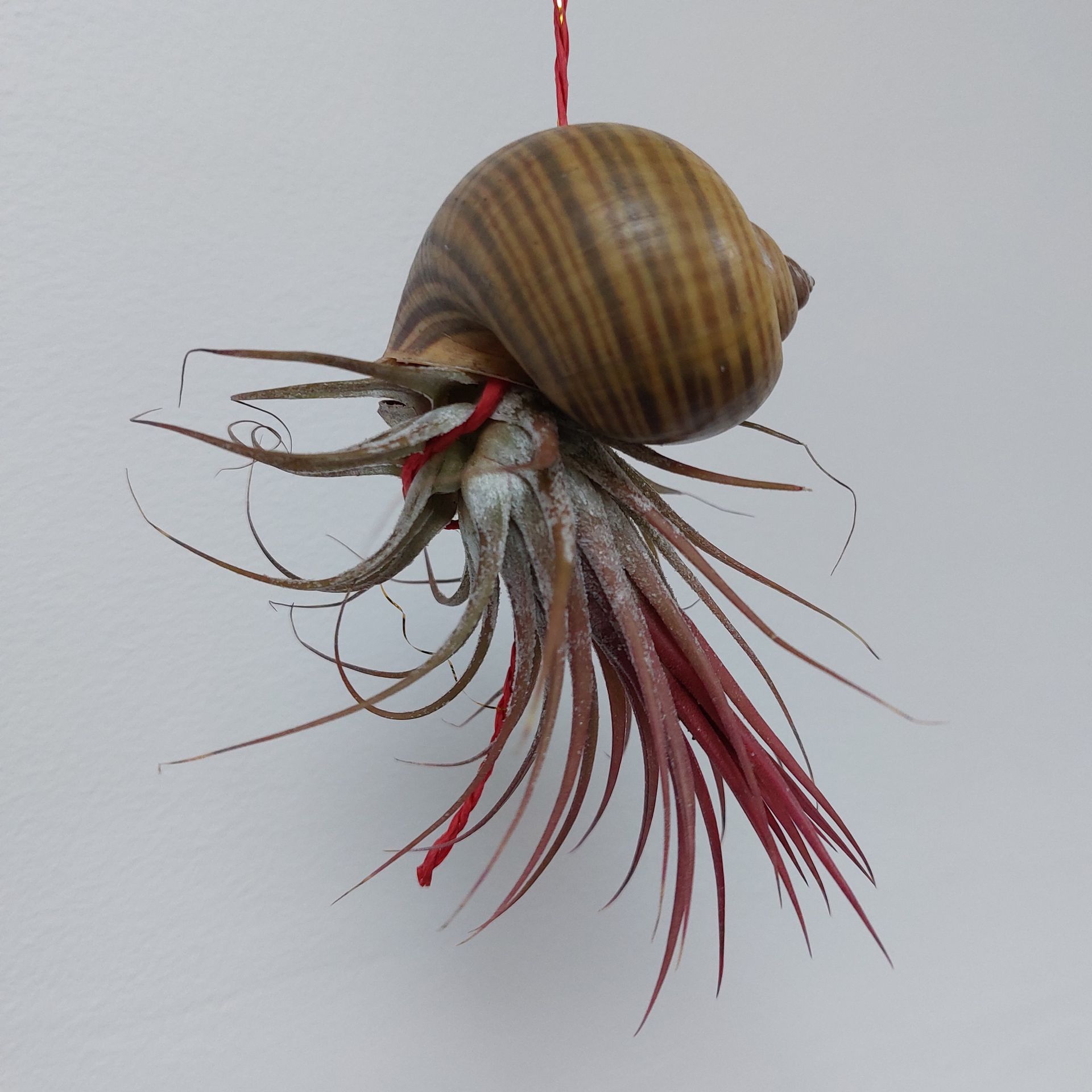 Cambridge Flower school
Botanical Workshops Cambridge
Cambridge Floristry Workshops
Sustainable Flower Workshops
Christmas Wreath Workshops
Cambridge Wreath Workshop
Cambridge Christmas Wreath
DIY Table Arrangement Boxes