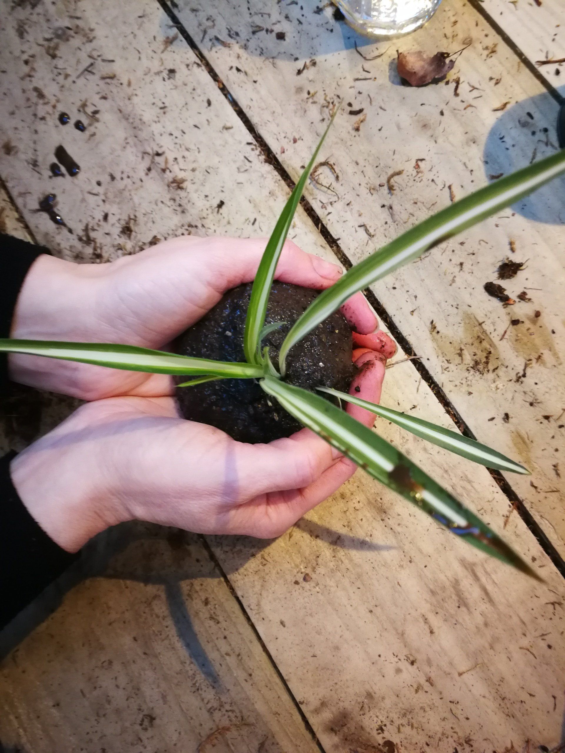 Cambridge Flower school
Botanical Workshops Cambridge
Cambridge Floristry Workshops
Sustainable Flower Workshops
Plant Workshops