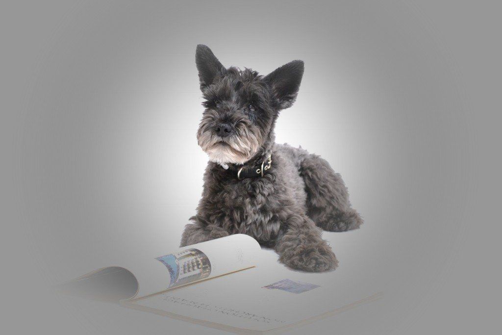 Tierhalter Haftpflichtversicherung. Ihr Versicherungsmakler München Christian Henseler berät Sie gerne persönlich. www.vsh-info.de