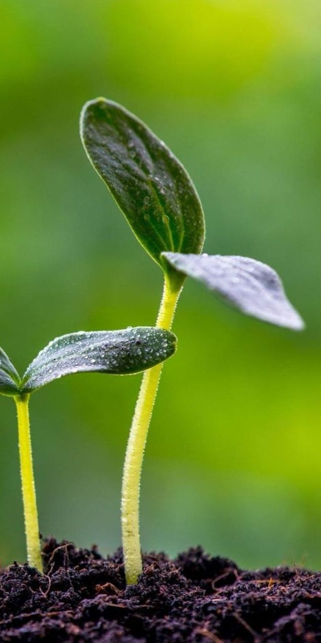 The Parable of the Plants