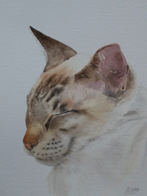 Watercolour painting of a sleeping cat, by Lesley Linley, using A J Ludlow Professional Watercolour paints