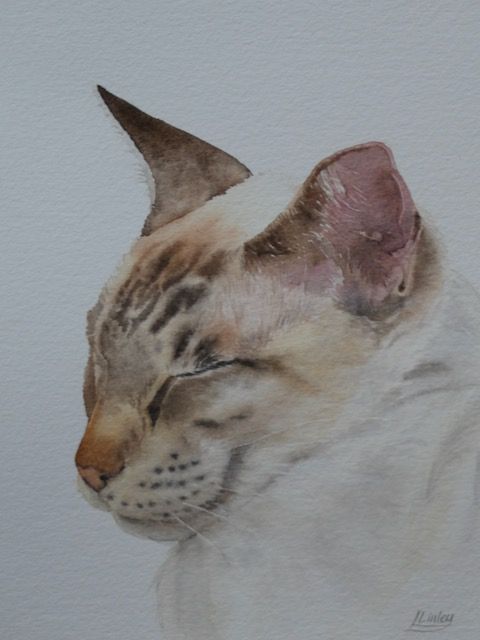 “Cat” a watercolour painting by Lesley Linley, using A J Ludlow Professional Watercolours Watercolour painting of a sleeping cat, by Lesley Linley, using A J Ludlow Professional Watercolour paints