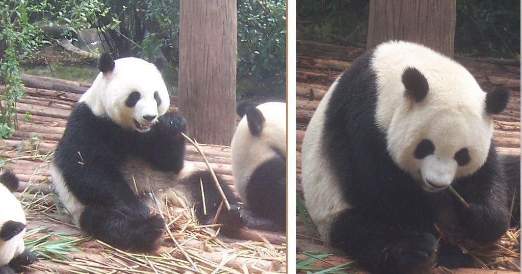 The Artist's Muse Giant Pandas at Panda Base, Chengdu