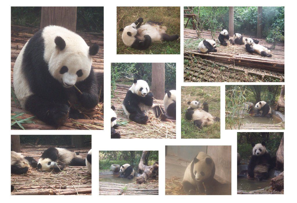 Giant Pandas photographed at the Chengdu Research Base of Giant Panda Breeding in October 2007
