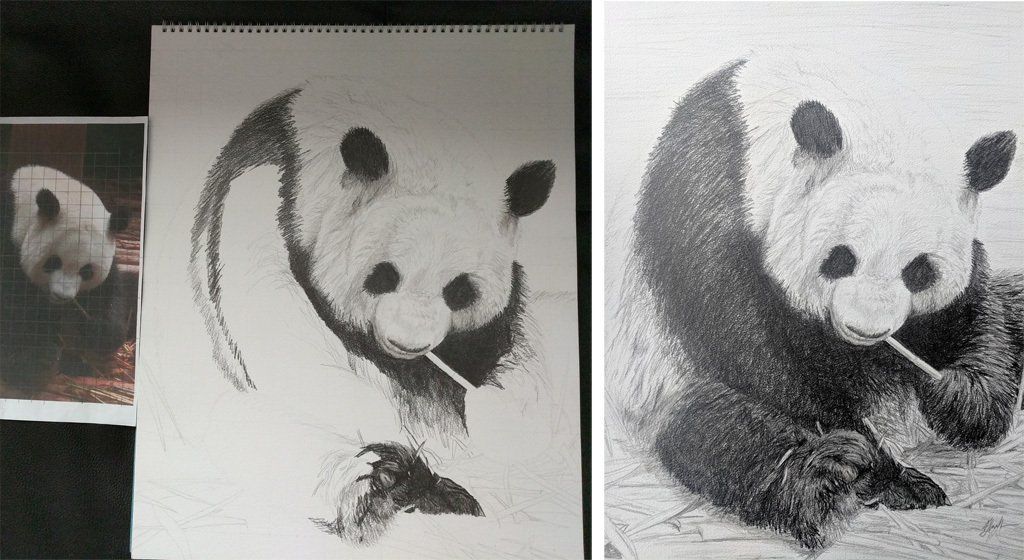 Pencil Drawing of a Giant Panda feeding, by Andrew Ludlow