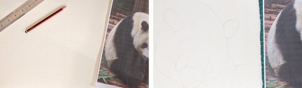 Stage 1 and 2, drawing out a scaled-up version of the image. Painting a Giant Panda Feeding in watercolour, stage 1 and 2