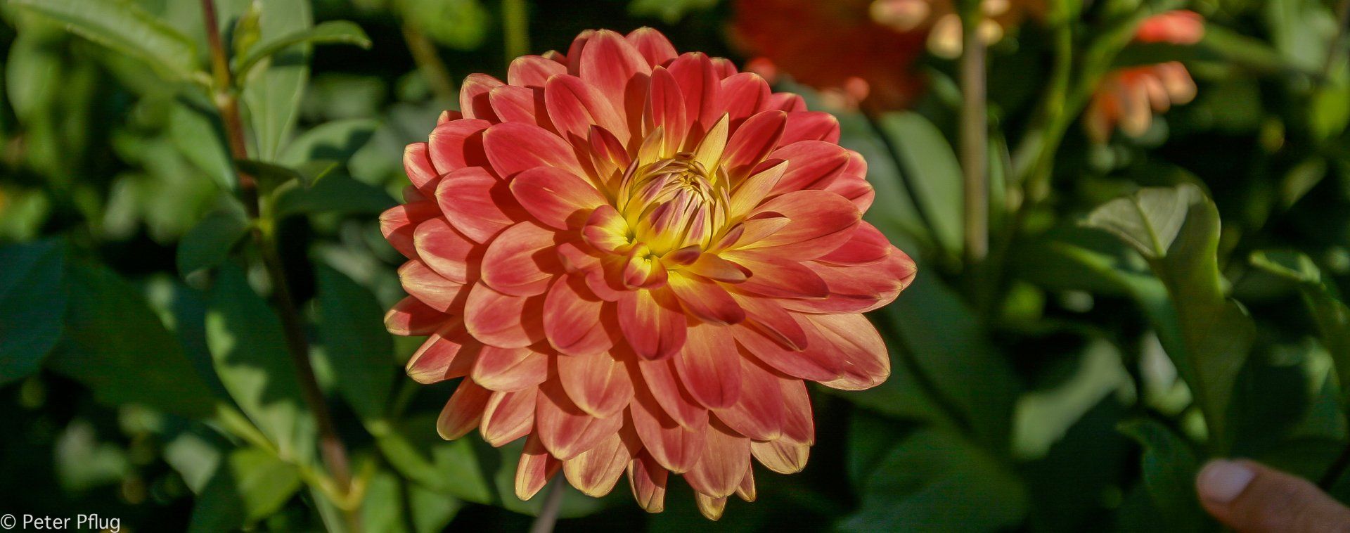 welche wird wohl die Dahlienkönigin?