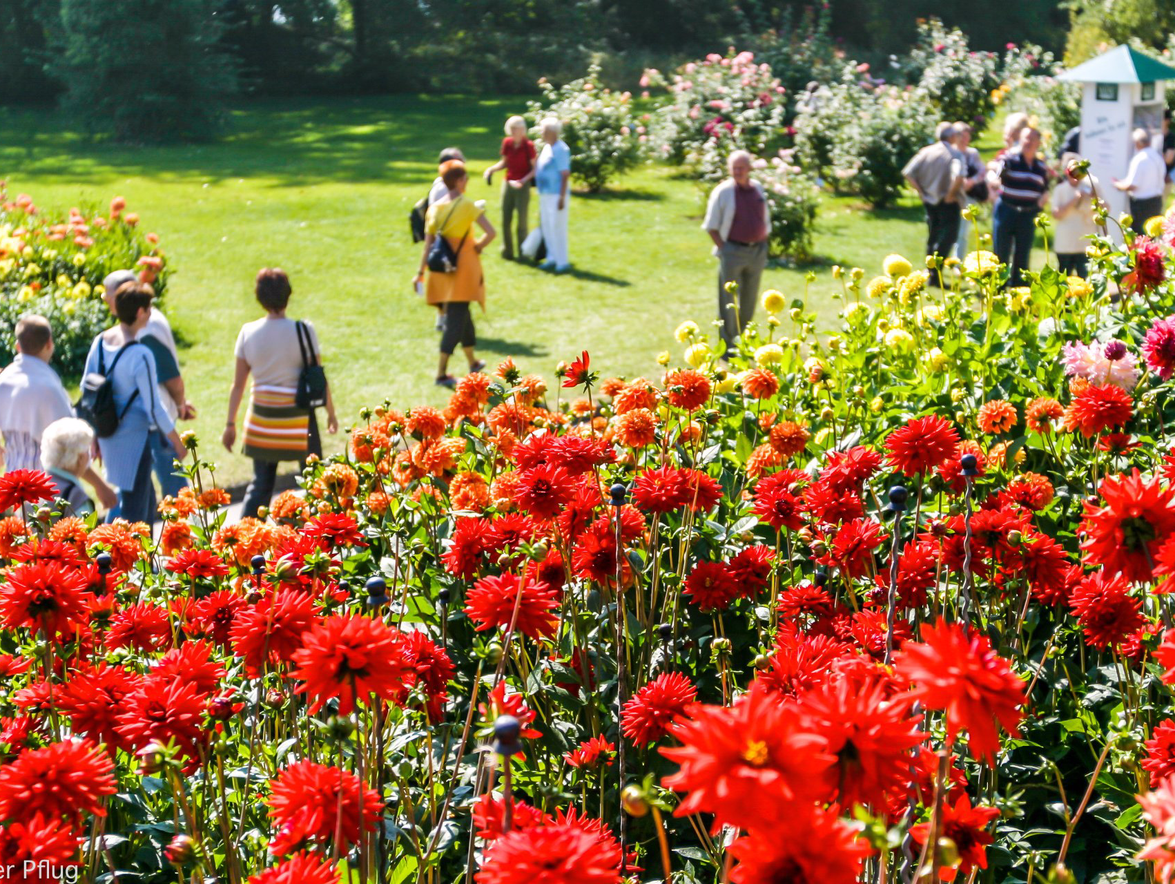 Dahlienblüte auf der Mainau