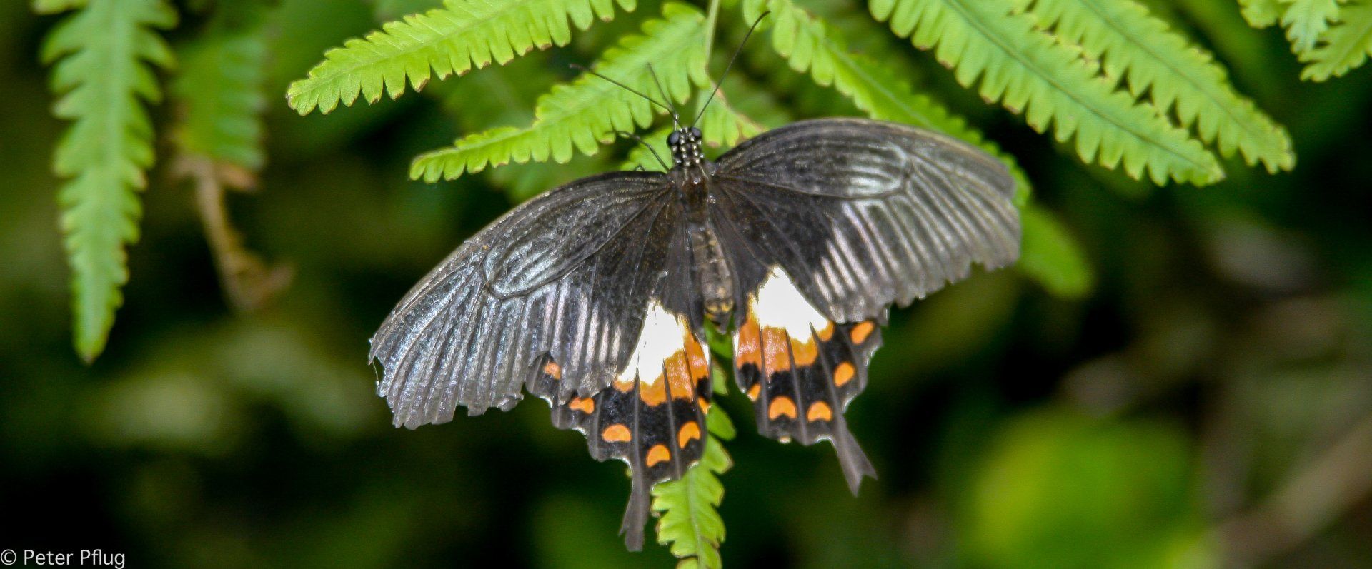 im Schmetterlingdhaus