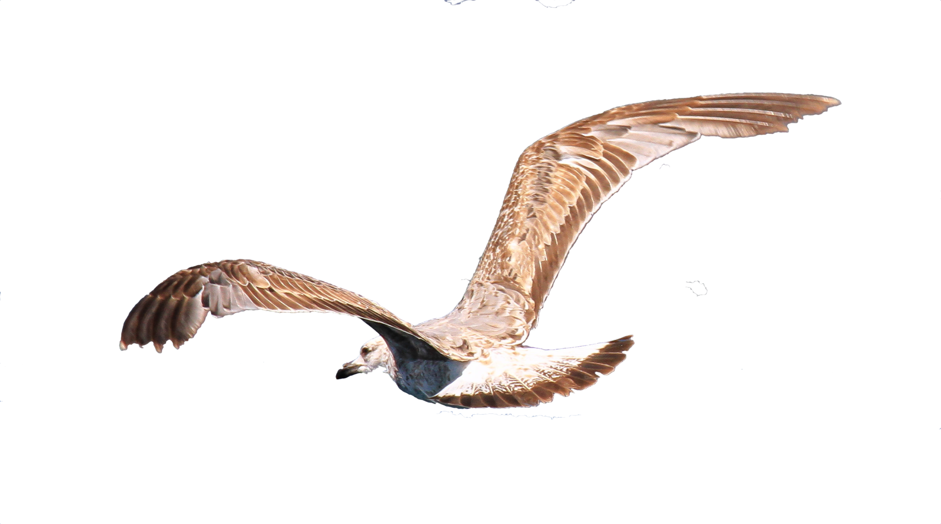 Möwe im Flug