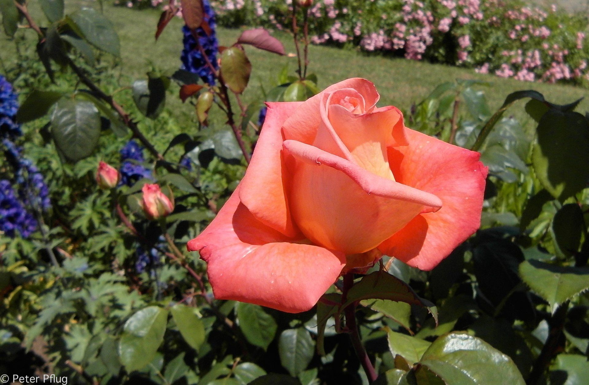 Rose im Bauerngarten