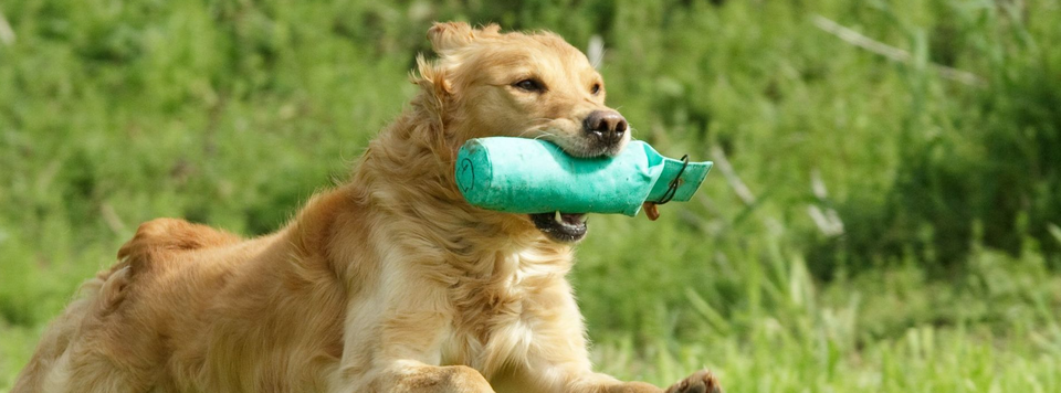 Jagdhund, Familienhund