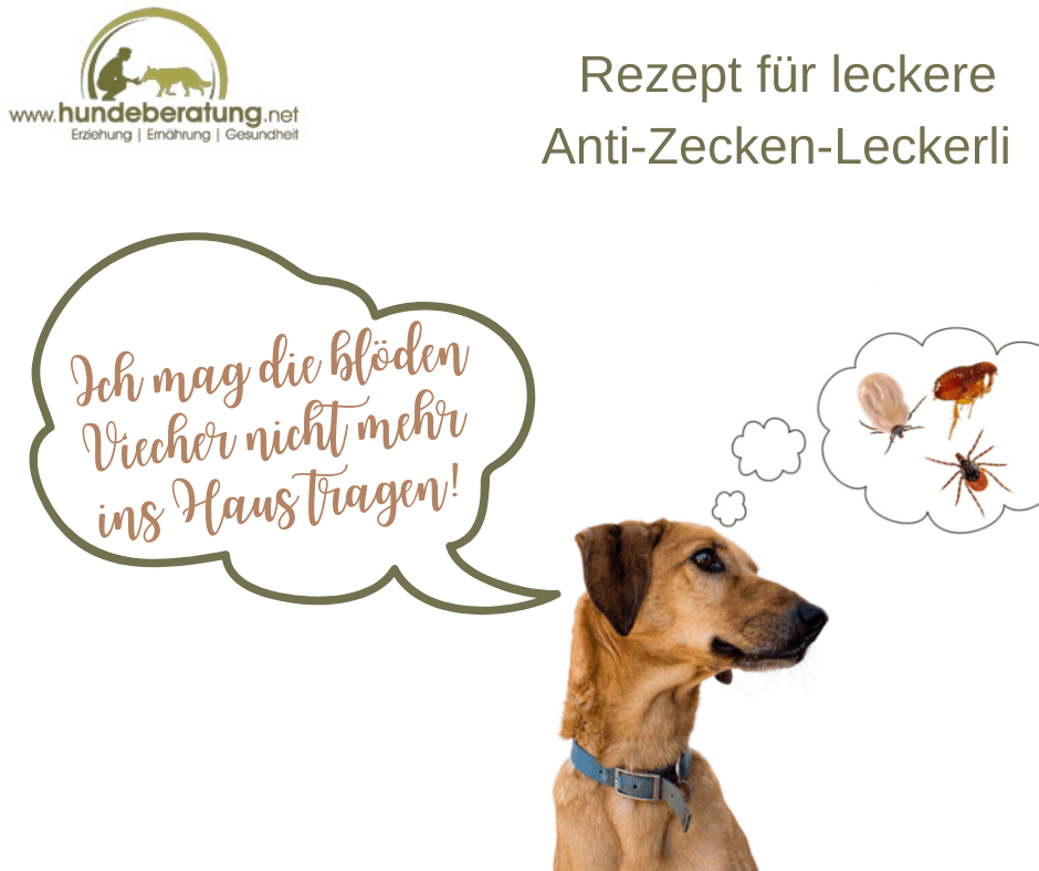 Jagdhund, Familienhund