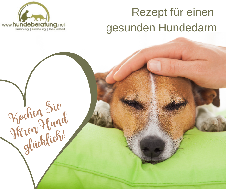 Durchfall und Erbrechen beim Hund - ein Rezept für einen gesunden Hund