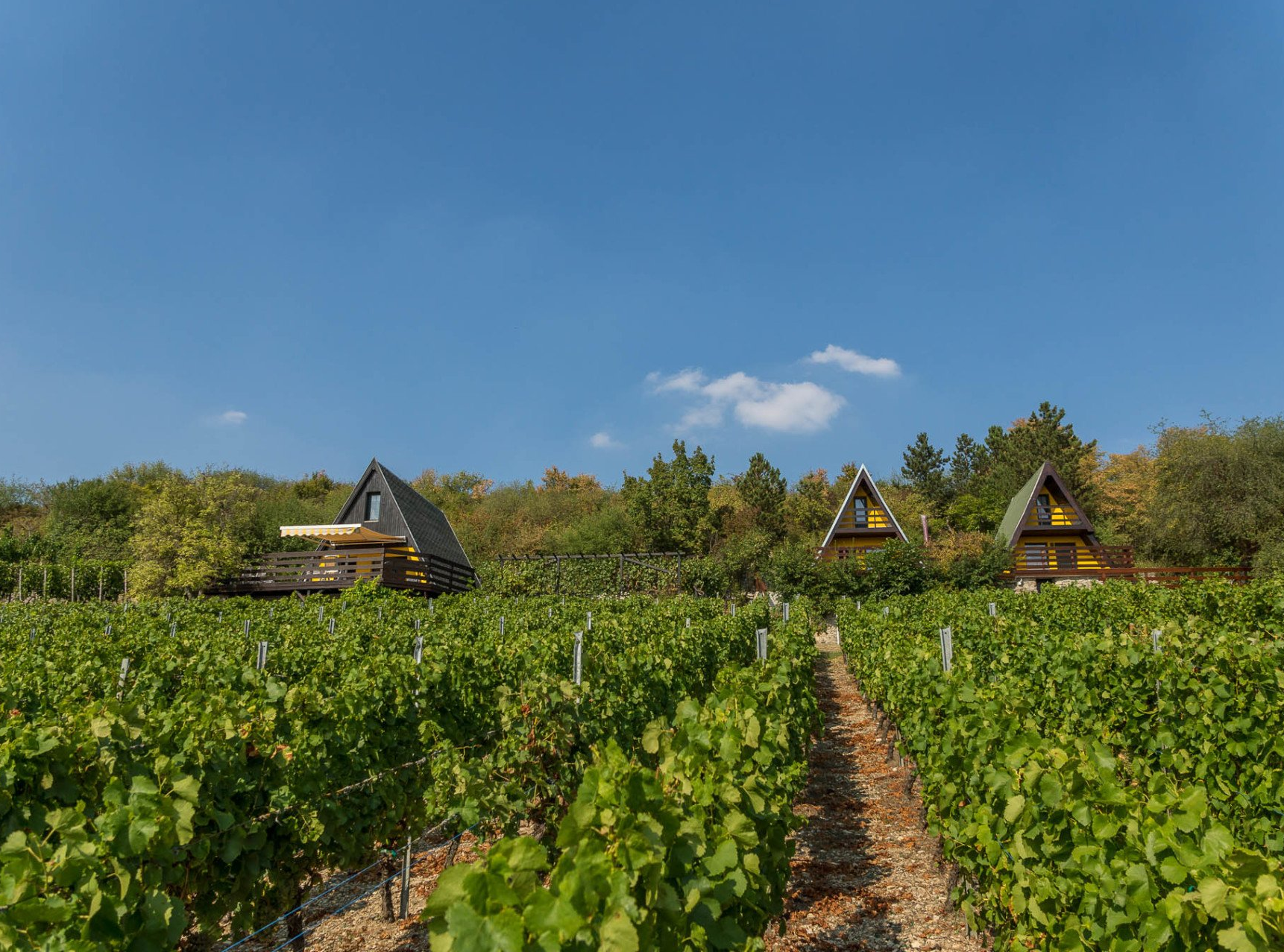 Alte Rebstöcke Alte Rebstöcke