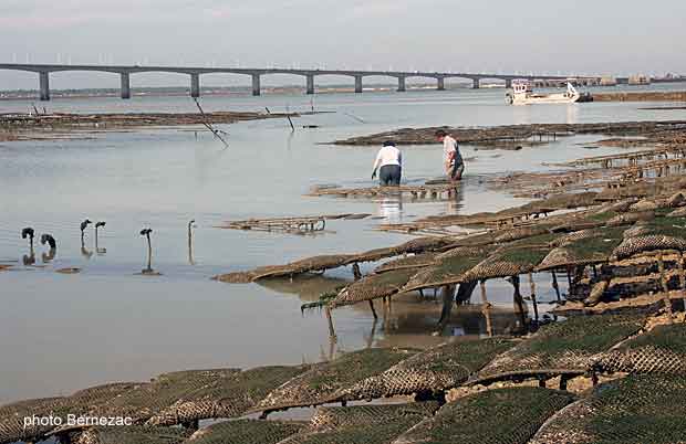 De oester van Marennes Oléron is over de hele wereld bekend en is vooral bekend in de Charente Maritime en in het bijzonder in de Pays Marennes Oléron.
