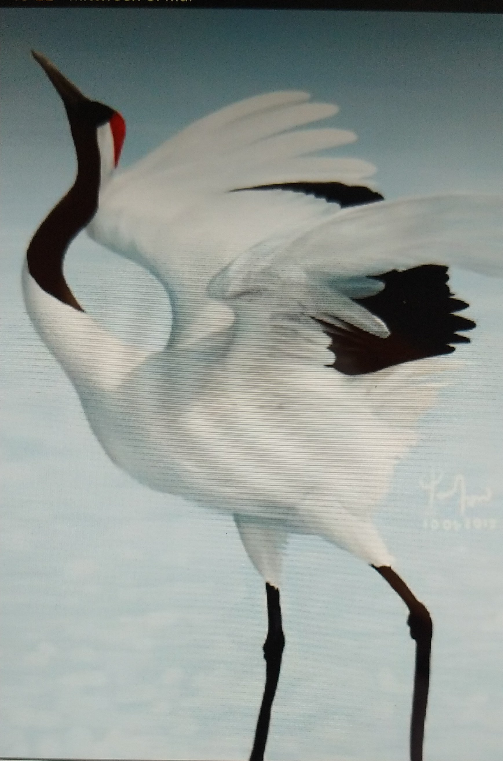 So etwa soll der Kranich einmal aussehen! So etwa soll der Kranich aussehen.