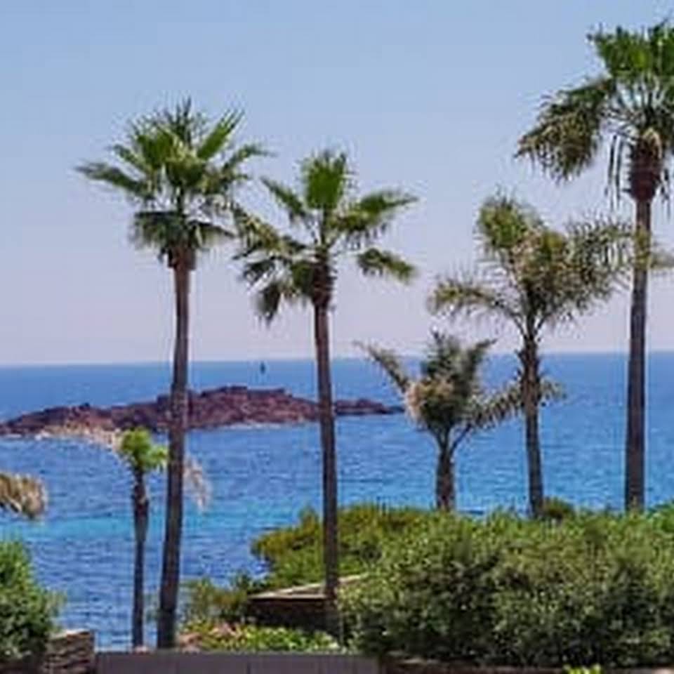 palmiers sur vue mer