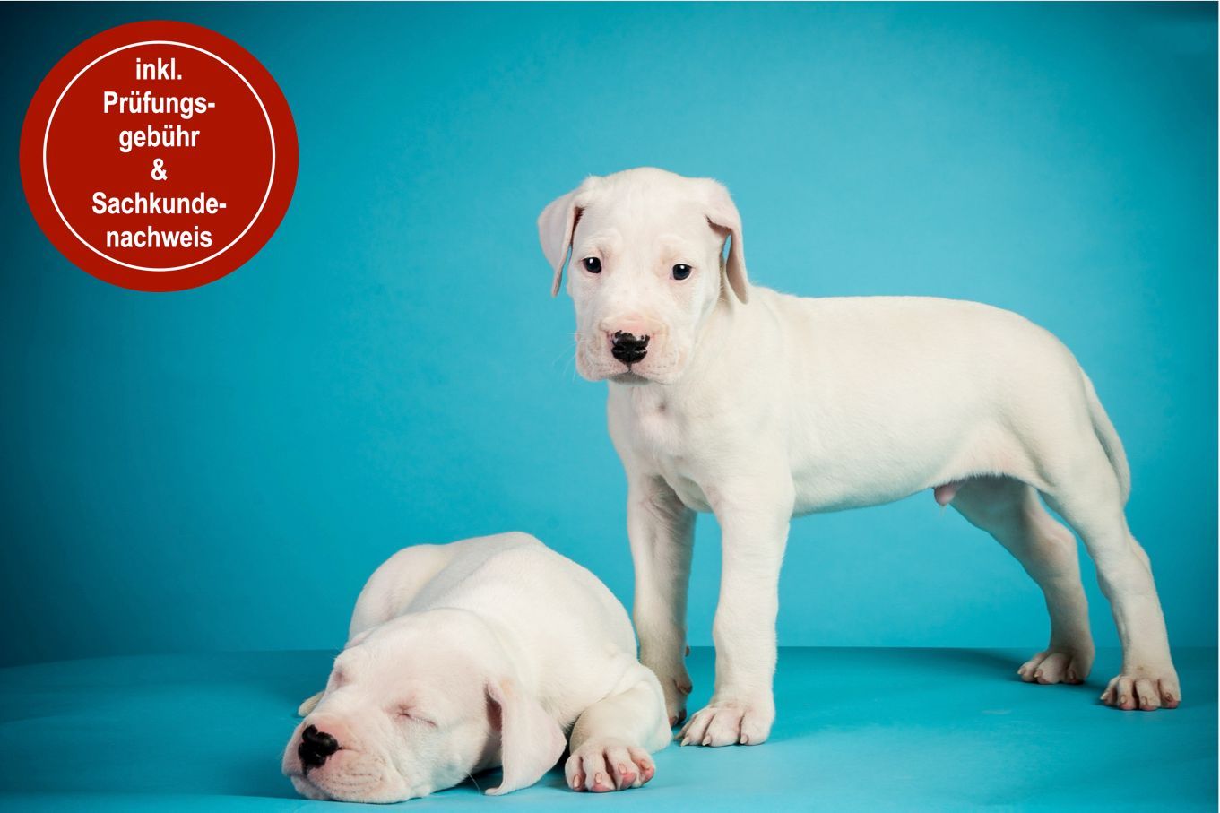 Training für Mensch & Hund HUNDEZEITKOELN l Der Sachkundenachweis Online NRW