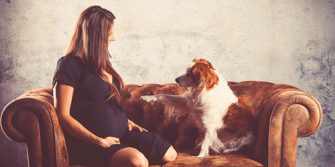 Training für Mensch & Hund HUNDEZEITKOELN l Der Sachkundenachweis Online NRW