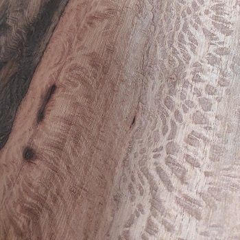 Gros plan sur l'yeuse (chêne vert), bois dense idéal pour la conception de mobilier durable