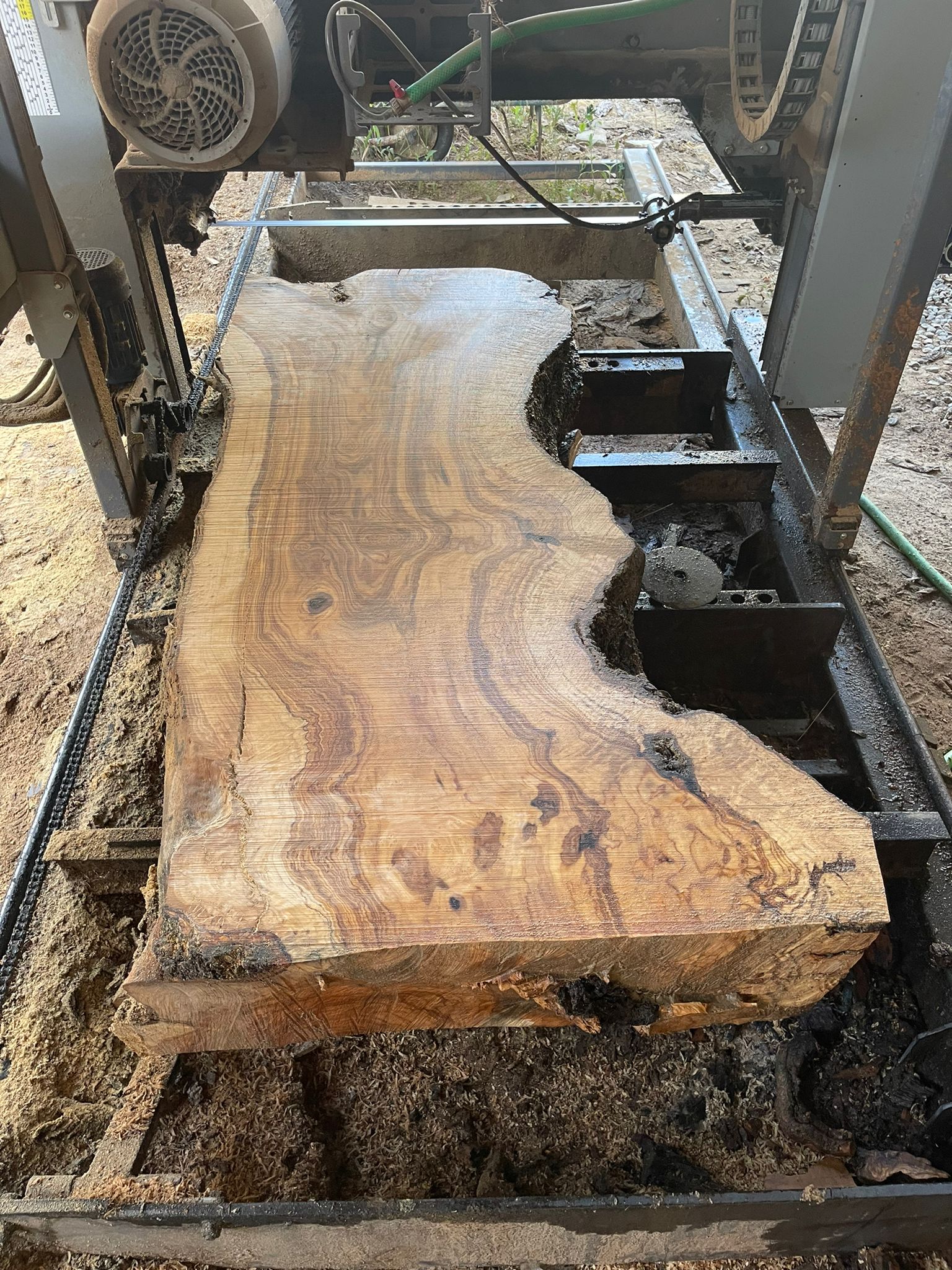 Planche d'olivier brut