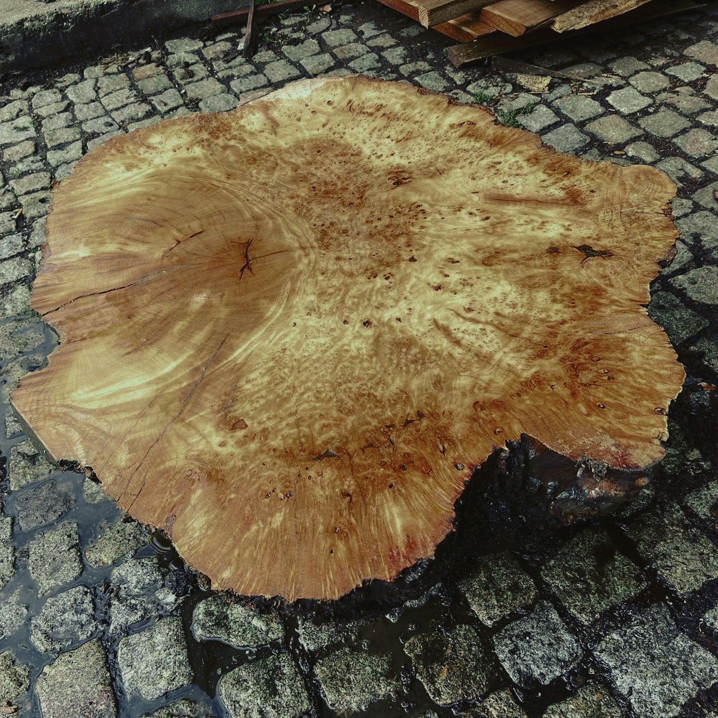 Planche ronde en bois brut (disque, rondelle ou tranche d'arbre)