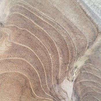 Détail du teck de Birmanie, référence pour le mobilier de jardin haut de gamme