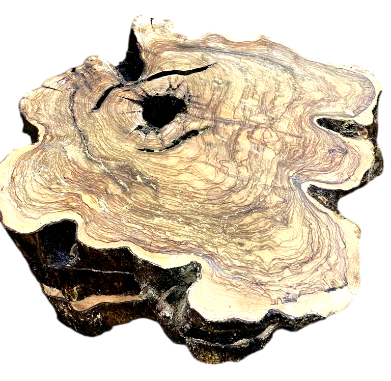 Tranche de bois olivier (disque, rondelle)