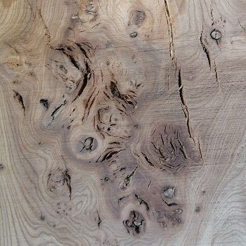 Texture de vieil orme recyclé, parfait pour un style de meuble rustique chic