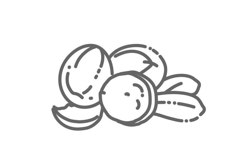 Shea butter botanical illustration rich natural ingredient for natural skincare