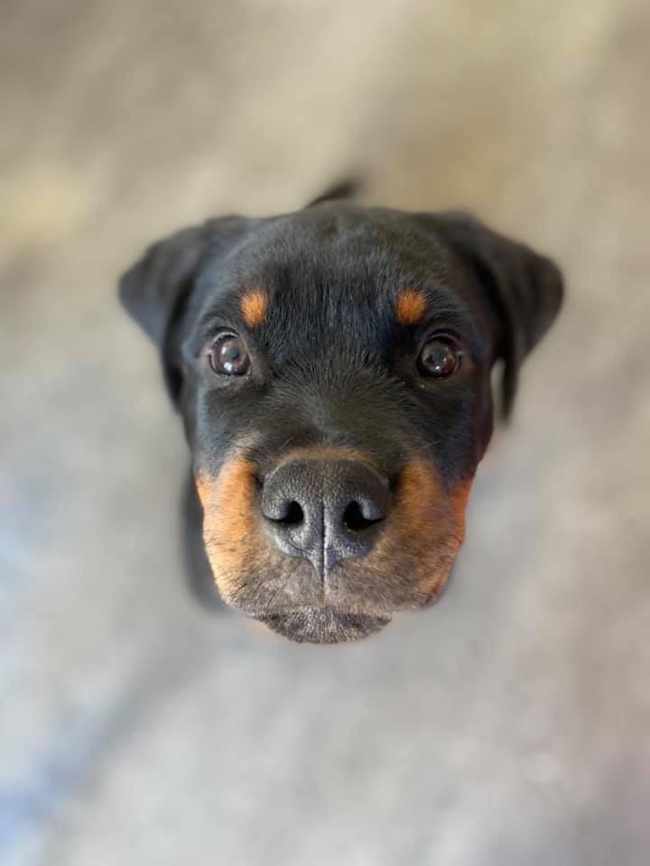 Vroni Fuchs Hundeschule Team HNB, Vroni Fuchs, Hundetrainerin, Nürtingen