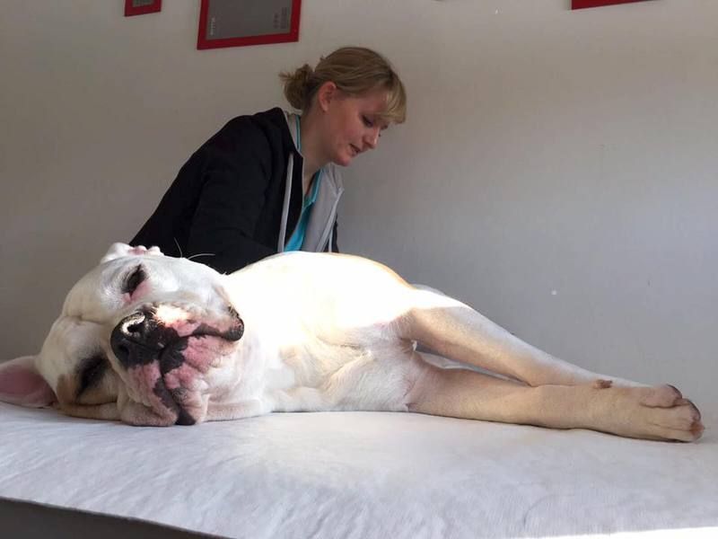 Vera Lütze Hundeschule Team HNB, Vroni Fuchs, Hundetrainerin, Nürtingen