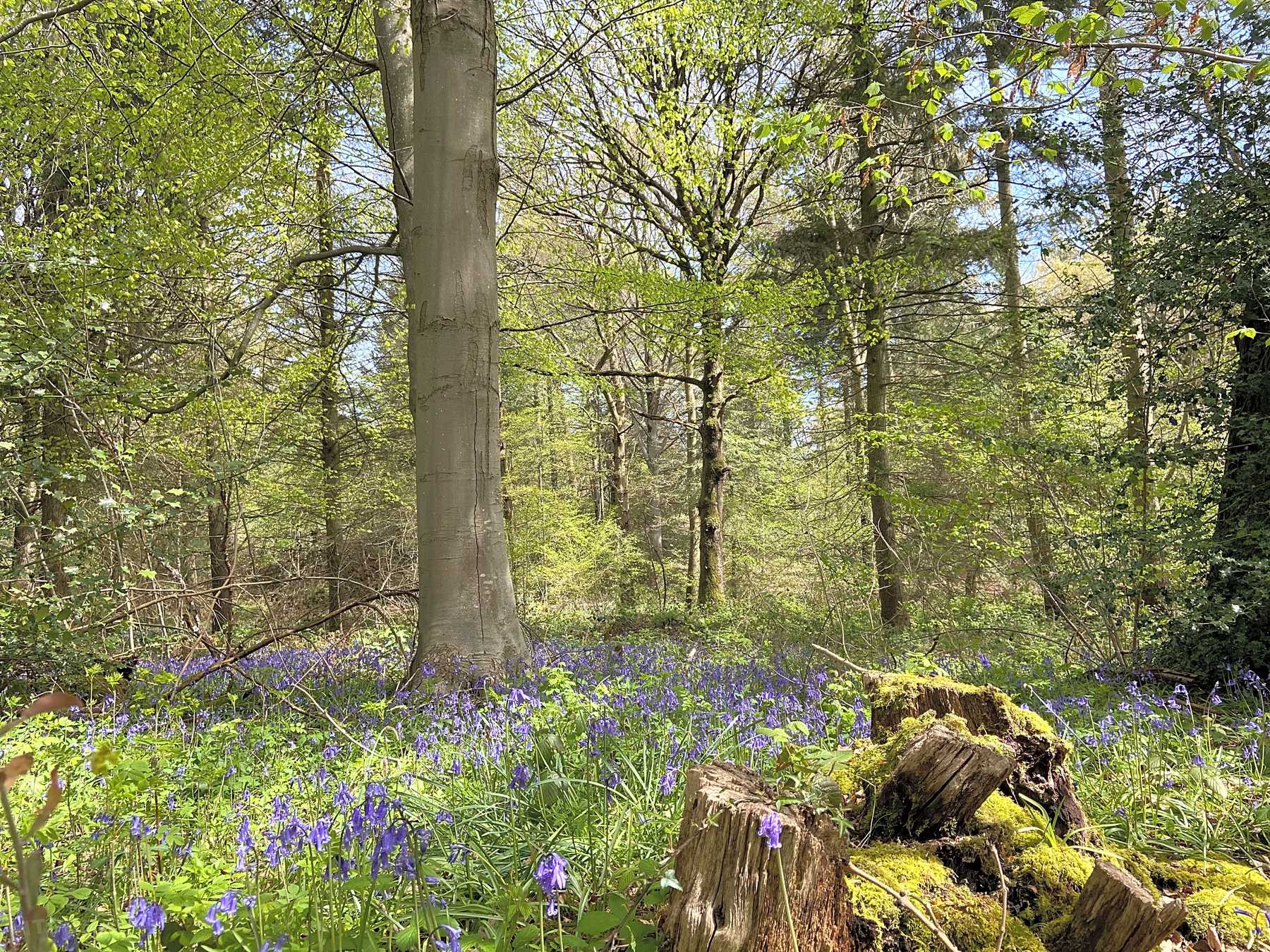 Bluebells in the neighbouring woods, direct access from the site for fantastic walks or rides with children or your dogs.
