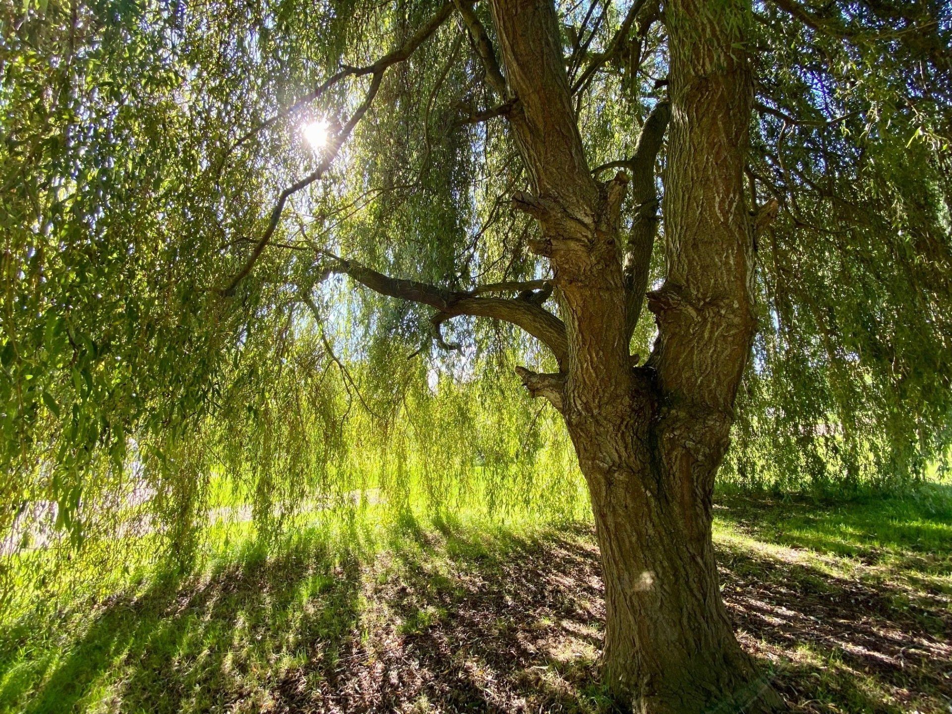 Lovely image of the sun through the willow tree on our Meadow Brook field.