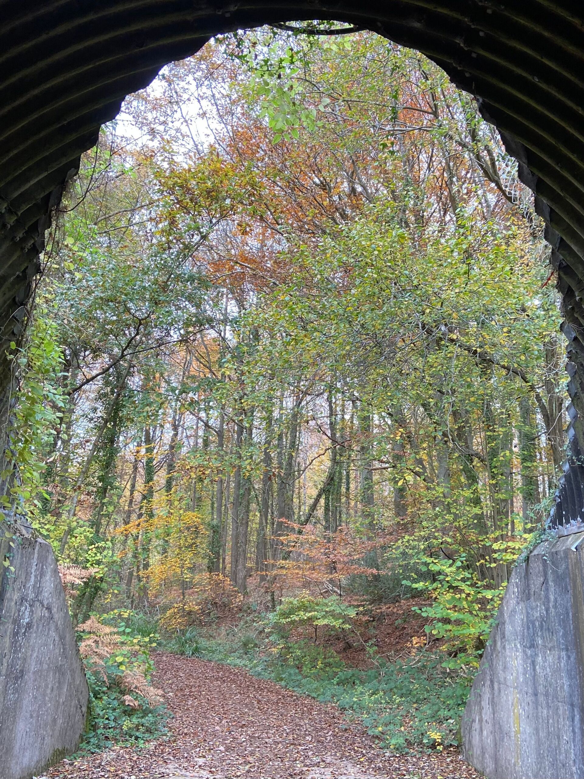 As you walk into the woodlands, this is the beautiful view on an autumn day.