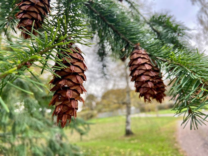 Tree,call : 01989 720672 or 07568 940408, email: info@haywoodfarm.co.uk, what three words location:///booklets.filed.dragons.