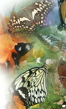 Local attractions. Call : 01989 720672 or 07568 940408, email: info@haywoodfarm.co.uk