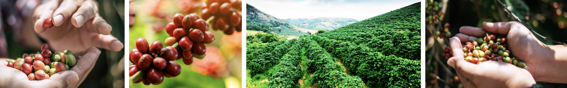Kaffeeplantage Arabica Rohkaffees unserer Premium Espressos und Kaffees