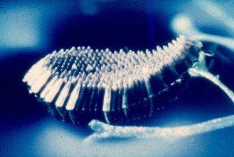 Eischiffchen (Culex) einer Stechmücke als Nahaufnahme.